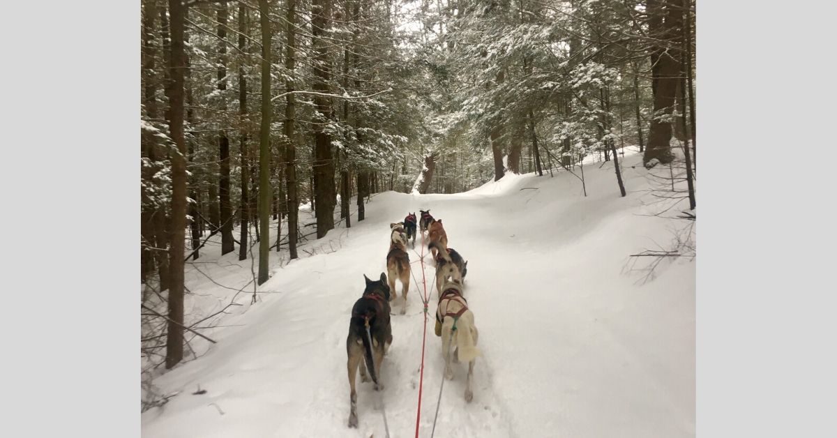 sled dog practice run.jpg